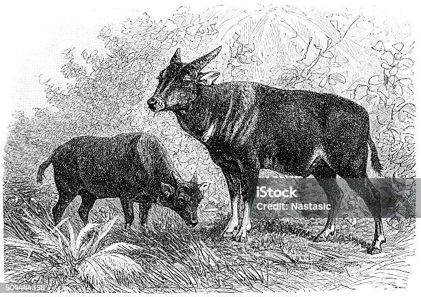 Anoa Stock Illustration - Download Image Now - Engraved Image, Engraving,  Old - iStock