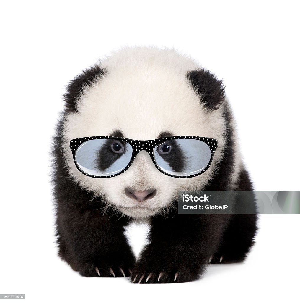 Young Giant Panda wearing glasses Young Giant Panda wearing glasses in front of a white background Animal Stock Photo