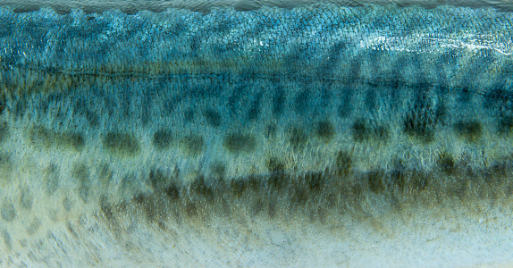 Salmon scales close-up, studio.