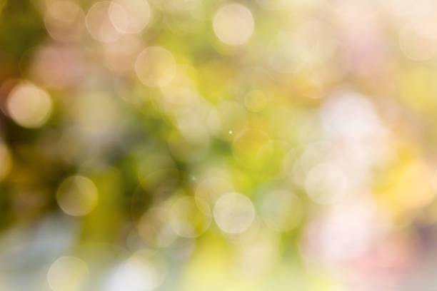 istock Glow light blow natural bokeh and sunlight for romantic background 504445514