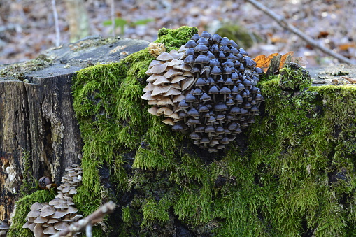 mushrooms, stump, fall, forest