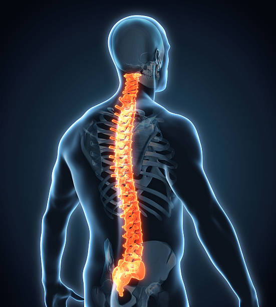 istock Human Spine Anatomy 504446522
