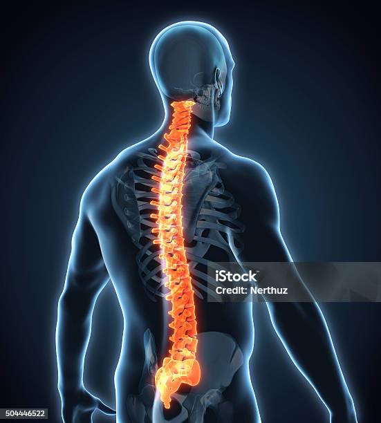 Human Spine Anatomy Stock Photo - Download Image Now - Spine - Body Part, Illustration, Three Dimensional