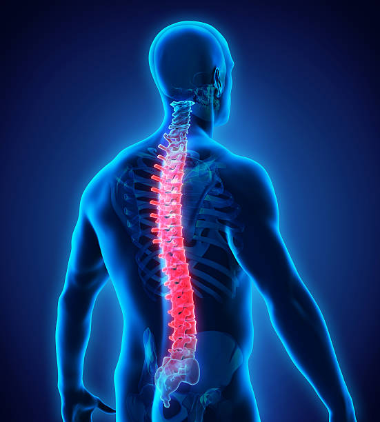istock Human Spine Anatomy 504446764