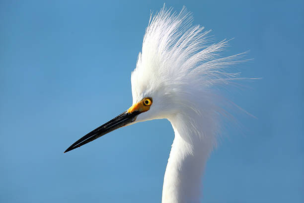 retrato de garceta nívea - wading snowy egret egret bird fotografías e imágenes de stock