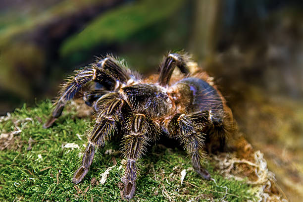istock exotic animal spider theraphosa blondi 504448756