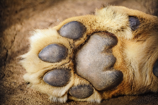 Paw of Lion Showing Pads