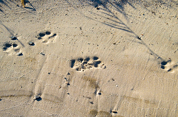 istock Deep footprints big dog on the sandy shore 504449824
