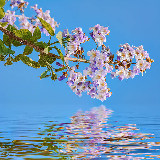 Paulownia Fortunei Flowers against the Blue Sky