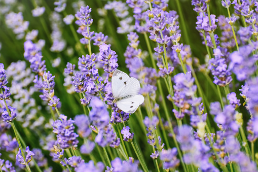 Cabbage White Butterfly on the Lavender Flower