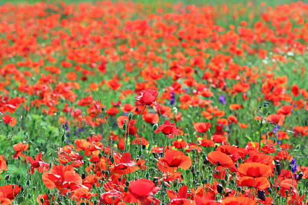 istock poppies flower field nature background 504450896
