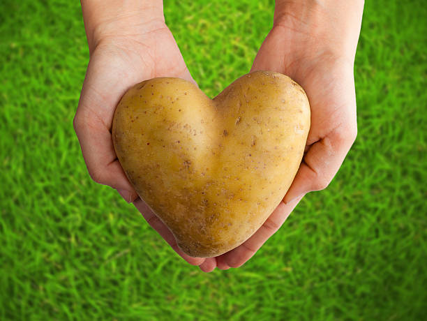 istock Potato shaped heart in the hands on green grass 504452096