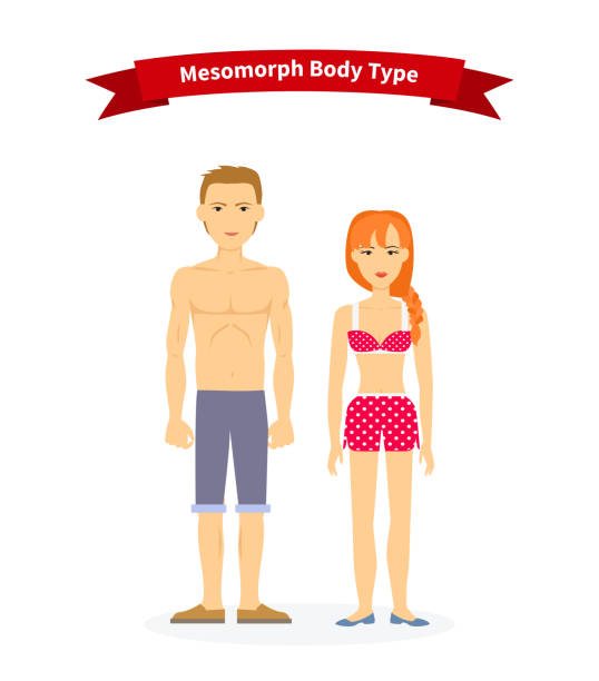 mesomorph ciała kobieta i mężczyzna - the human body cartoon figurine characters stock illustrations