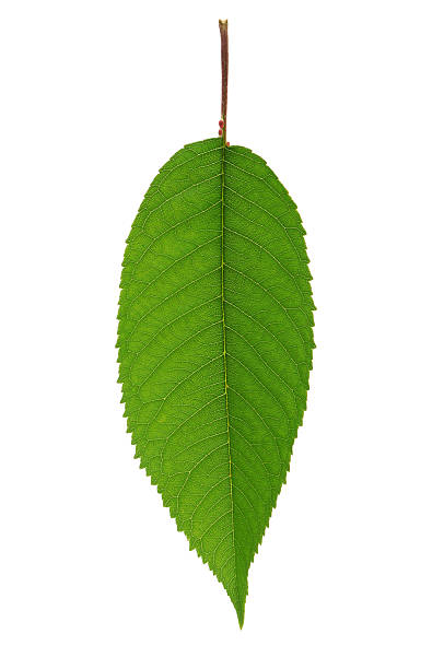 istock Leaf of a plant 504453144