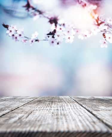 Spring background with empty wooden planks and defocused blooming cherry branches.