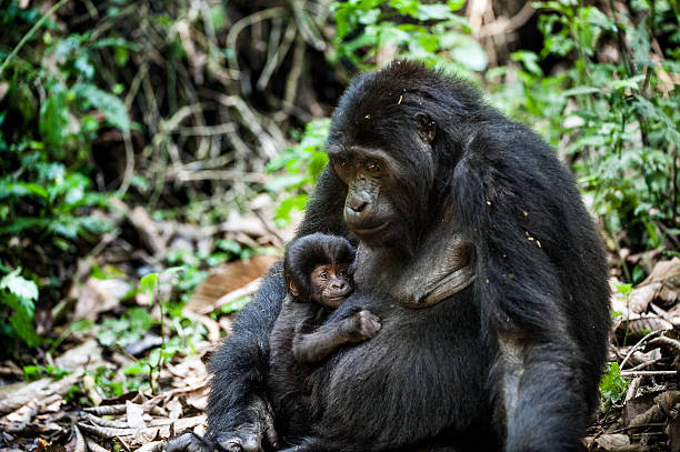 portrait of a 마운틴고릴라, 새끼 - virunga national park 뉴스 사진 이미지