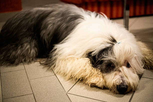 istock Old english sheepdog 504454218