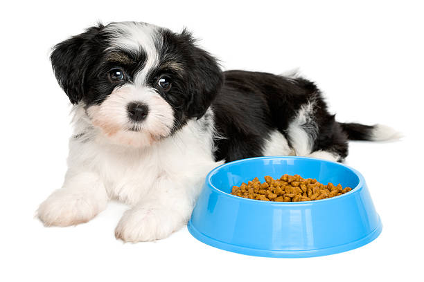 istock Cute Havanese puppy lying next to a blue food bowl 504454500