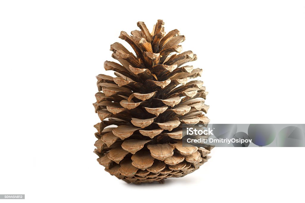 Bump from a coniferous tree isolated on a white background Pine Cone Stock Photo