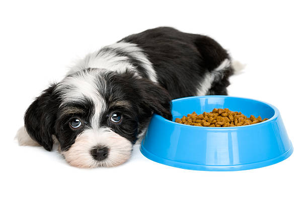 istock Cute Havanese puppy lying next to a blue food bowl 504454938