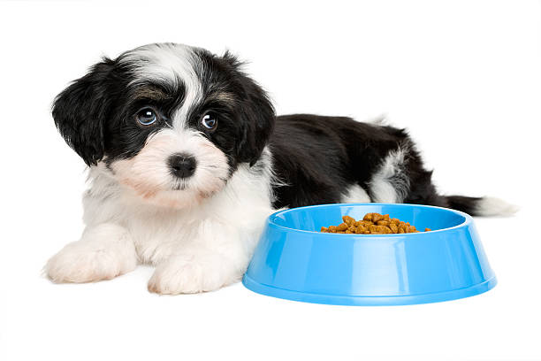 istock Cute Havanese puppy lying next to a blue food bowl 504455550