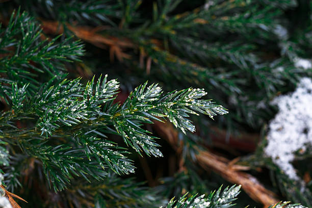 istock Snow fir tree branches under snowfall. Winter detail 504456454