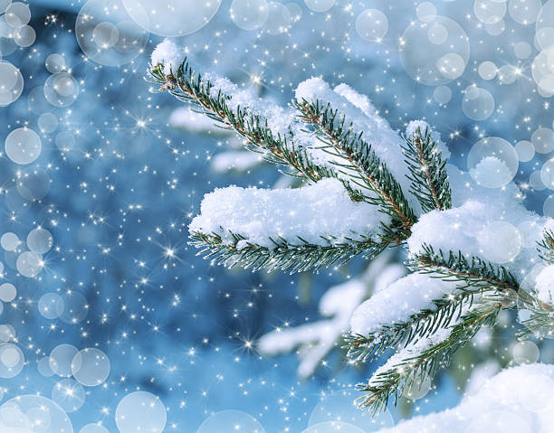 istock Spruce branches covered with snow winter landscape 504457078