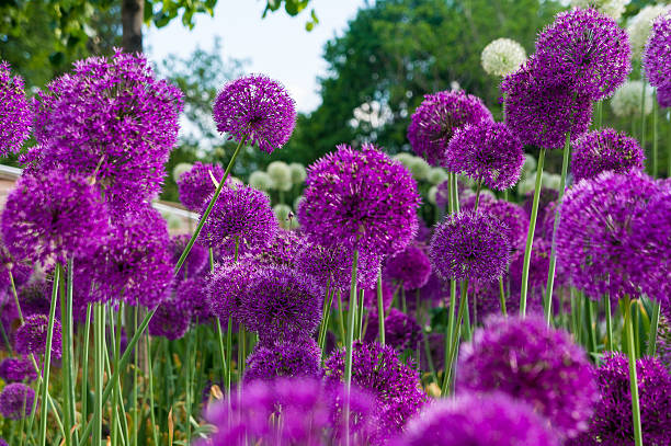 Photo of Allium flowers in a flower bed