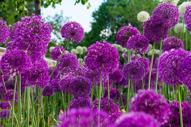 Allium flowers in a flower bed stock photo