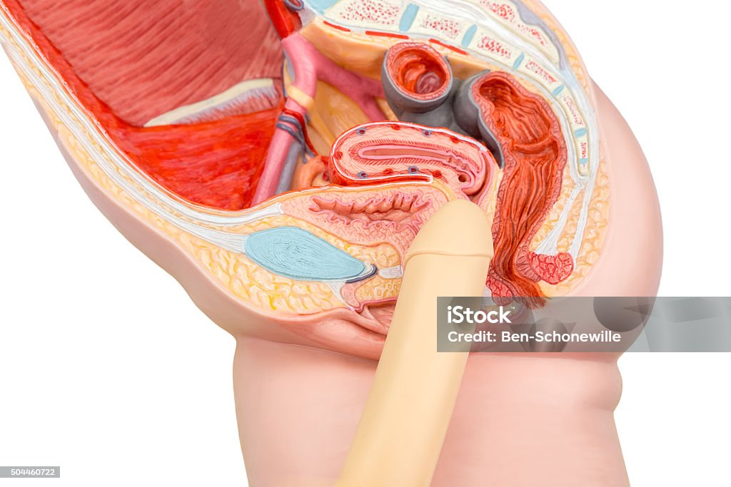 Pênis de intercourse Sexual humano e Monólogos modelo - Foto de stock de Anatomia royalty-free