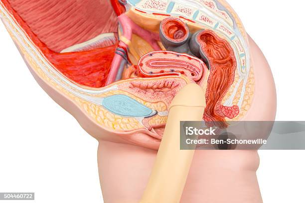Foto de Pênis De Intercourse Sexual Humano E Monólogos Modelo e mais fotos de stock de Anatomia