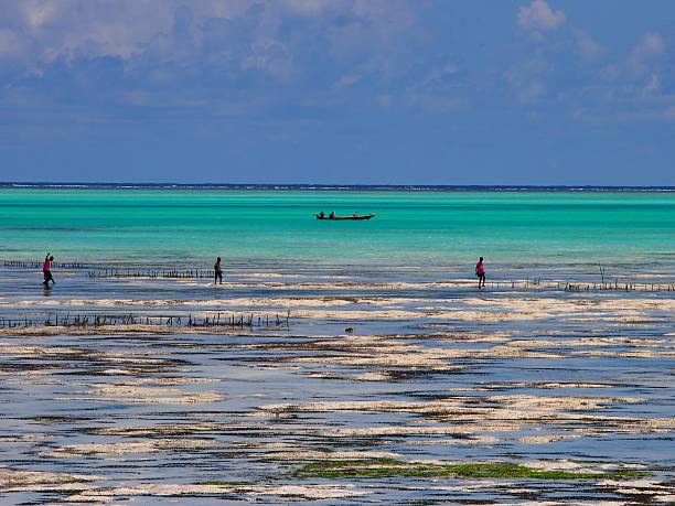zanzibar locals lança pesca na maré baixa - room with a view imagens e fotografias de stock