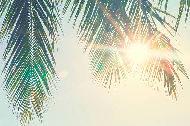 foglie di palma contro il tramonto - palm tree tree sky tropical tree foto e immagini stock