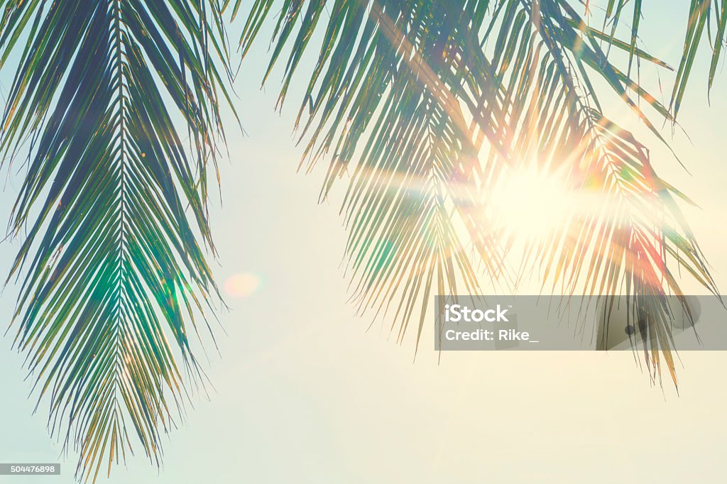 Palm leaves against sunset Palm Tree Stock Photo