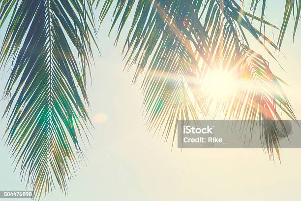 Palm Leaves Against Sunset Stock Photo - Download Image Now - Palm Tree, Palm Leaf, Shadow