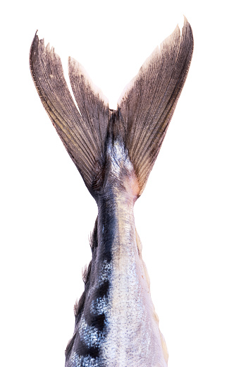 The tail mackerel fish on a white background