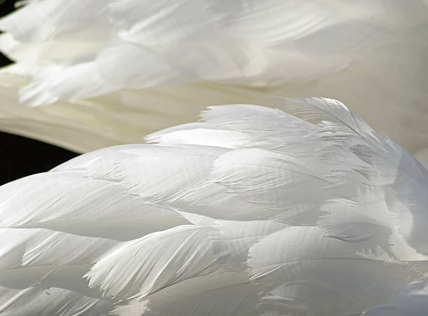 The layered wispy white feathers of a Mute Swan