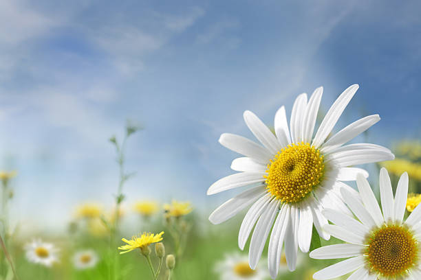 夏の草地 - field daisy vibrant color bright ストックフォトと画像