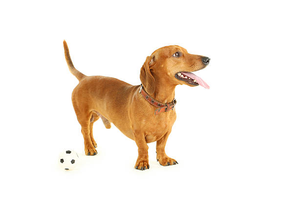 istock Dachshund dog isolated on a white 504479978