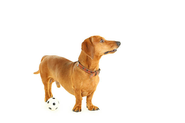 istock Dachshund dog isolated on a white 504480034
