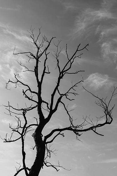 istock Branch of dead tree, Black and white (monochrome) picture. 504480174