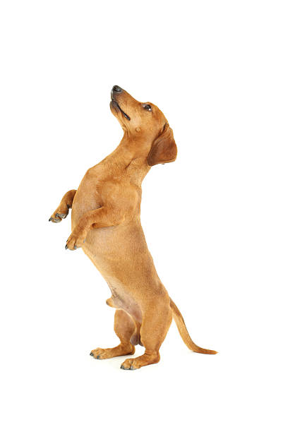 istock Dachshund dog isolated on a white 504480440