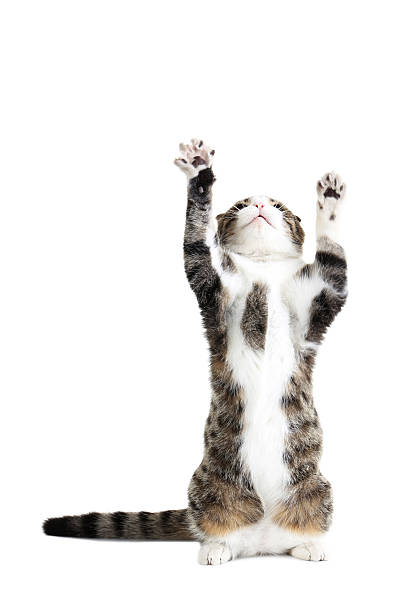 istock Beautiful cat isolated on a white 504481266