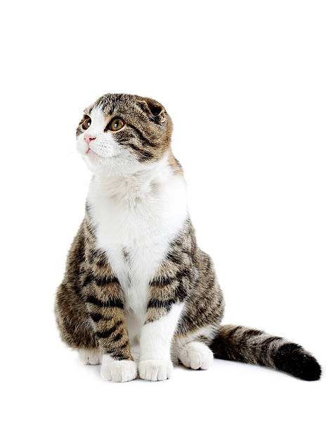 istock Beautiful cat isolated on a white 504481338