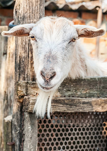 istock Portrait of a funny goat looking to camera 504481667