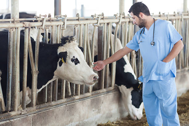 istock Portrait of vet 504481788