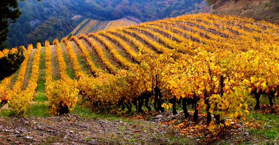 Vineyard Landscape in autumn, Provence, France