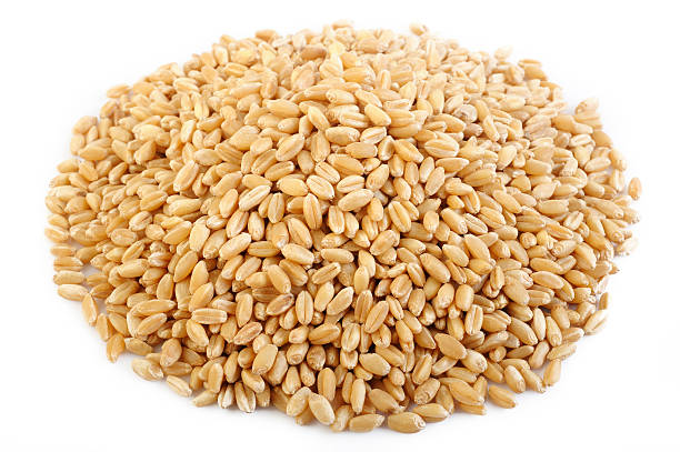 istock pearl barley grains on white background 504482288