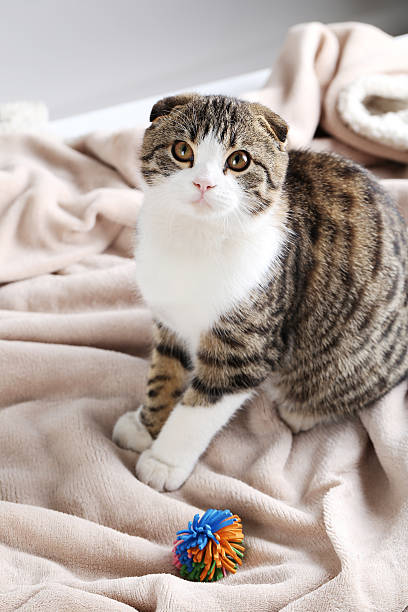istock Beautiful cat on the beige plaid 504482416