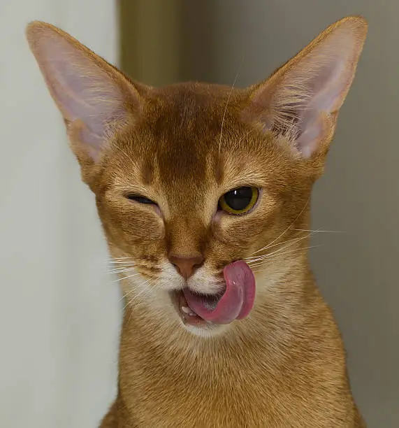 Photo of Winking red Abyssinian cat